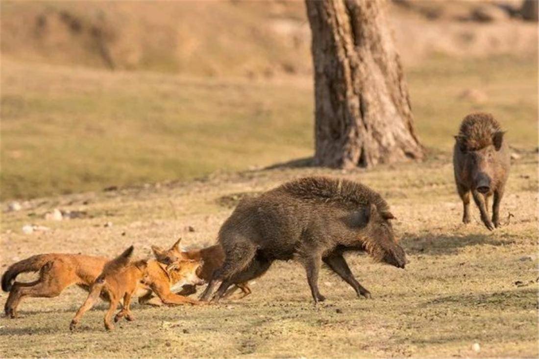 “豺”惊现云南！犬科中的“迅猛龙”，掏肛捕猎，还敢虎口夺食