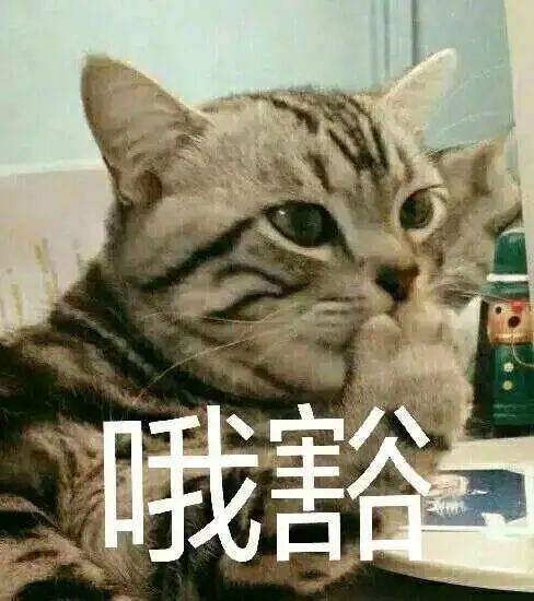 乾隆太会给猫起名字了吧！我只会：咪咪！