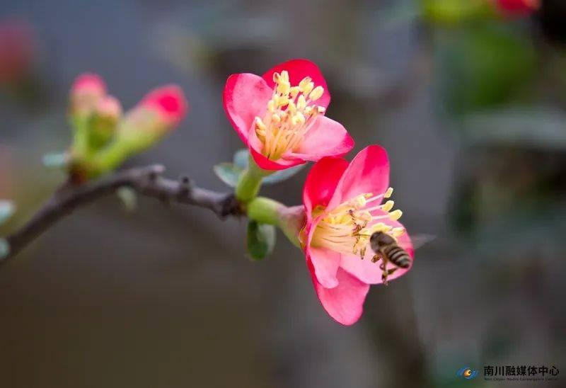 春有约，花不误！快来get√那份南川春日赏花攻略