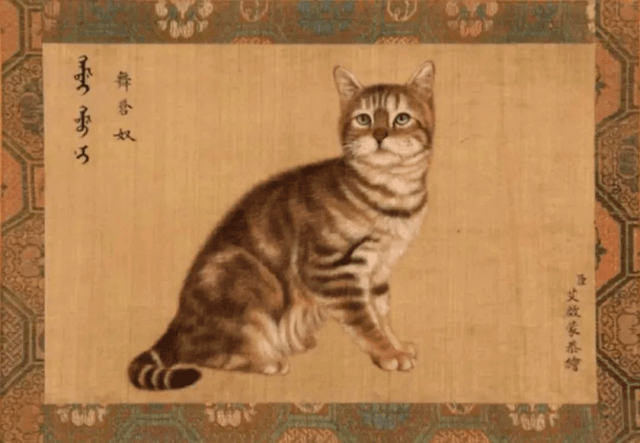 乾隆太会给猫起名字了吧！我只会：咪咪！