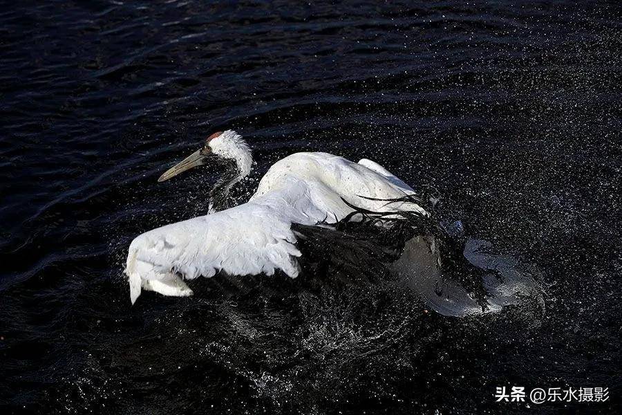 丹顶鹤在水里的样子太美了，跳起舞来更美