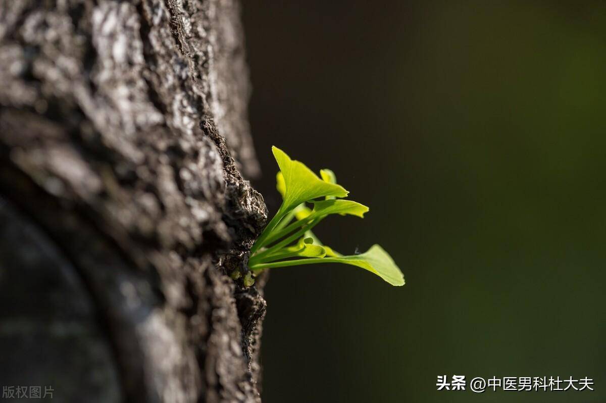 宗筋之坚之韧在于肝血能否充沛！一方大补肝血濡养败坏的海绵体