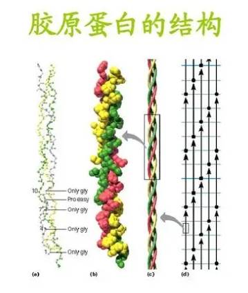 胶原卵白对脸皮败坏有没有用，想要皮肤好怎么补胶原卵白呢？