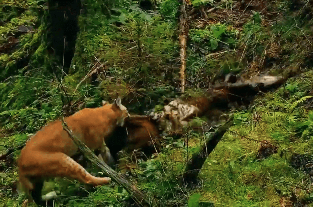 新疆呈现猞猁，咬死3只狼崽，又抢走母狼的食物，拖归去喂小猞猁