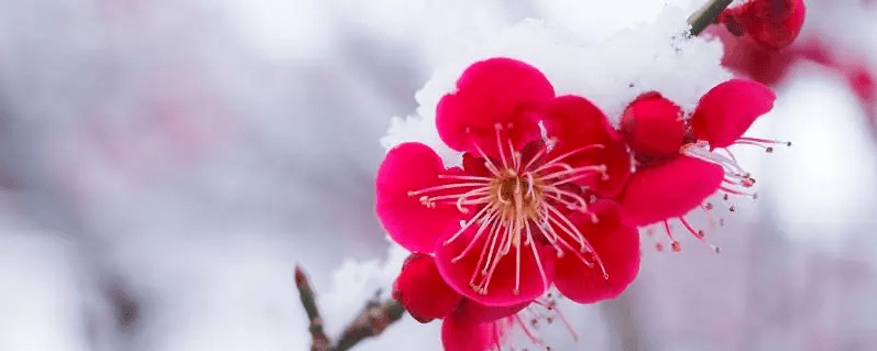 【原创诗词】周嗣远 | 繁卉虬枝飞落乱，泥尘香暗入君怀（诗词十九首）