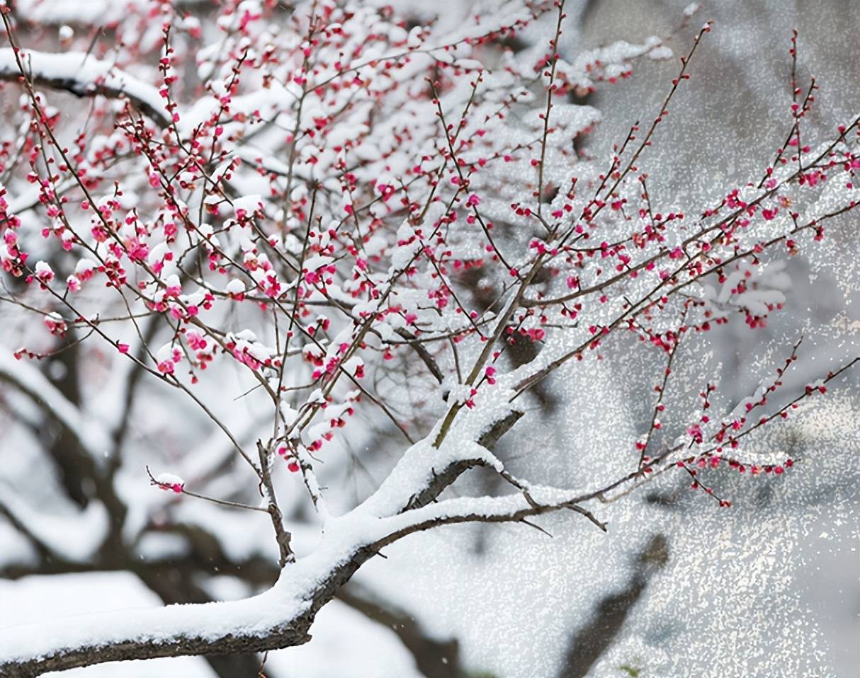 【原创诗词】周嗣远 | 繁卉虬枝飞落乱，泥尘香暗入君怀（诗词十九首）