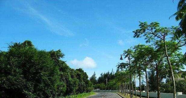 为何中国城市道路喜欢建绿化带而欧洲国家却没有呢？看完就懂了Kaiyun 开云(图1)
