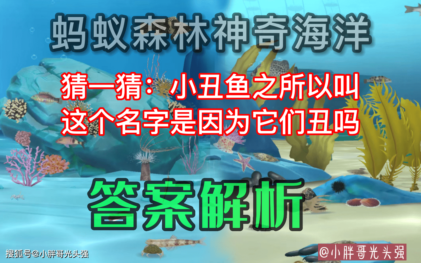 猜一猜小丑鱼之所以叫那个名字是因为它们丑吗？蚂蚁丛林奇异海洋