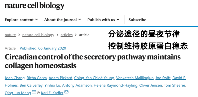 想补胶原卵白，不想发胖，那一瓶满足你