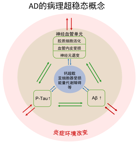 能改善白叟痴呆脑功用！初次证明烟雾病慢性脑低灌注对阿尔兹海默症治疗感化