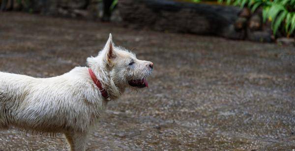 下司犬是我国哪里的犬种呢？优良吗？