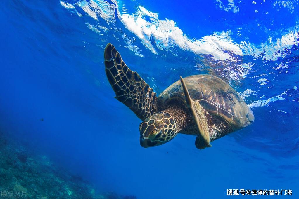 海龟的龟壳现实上是它的骨骼仍是皮肤？蚂蚁庄园今日谜底