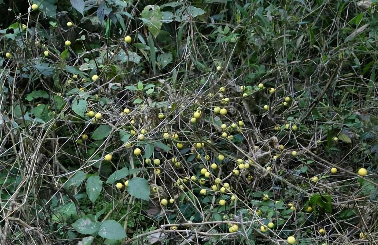 与土豆和番茄同科，果实酷似小西瓜，人称“牙痛果”，殊不知剧毒