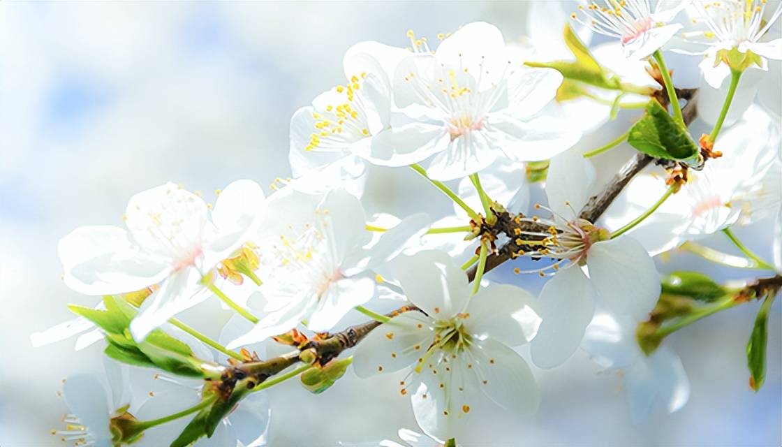 花朝节你晓得吗？除了赏花，还有什么好玩的？丨我们的节日