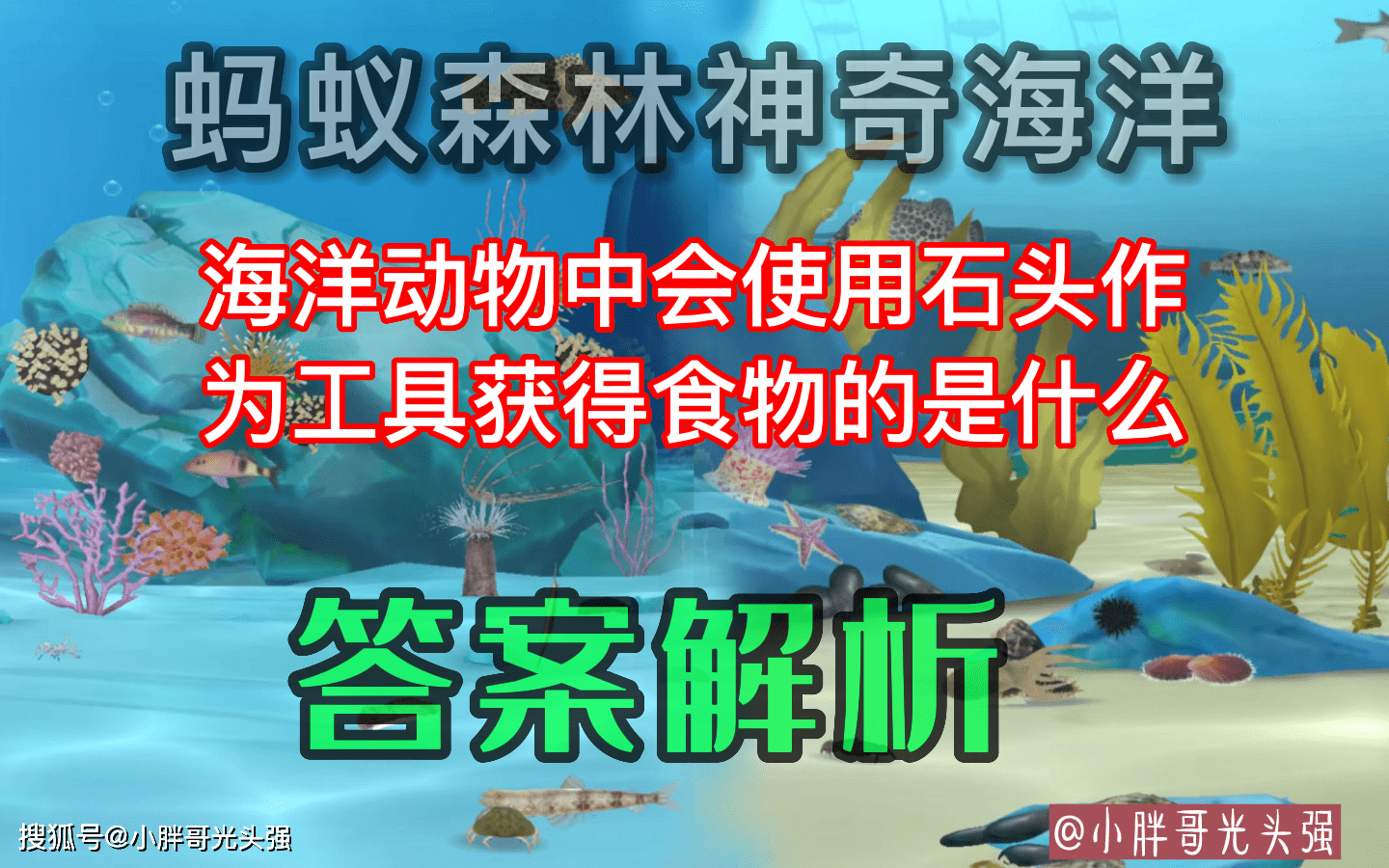 海洋动物中会利用石头做为东西获得食物的是？蚂蚁丛林奇异海洋