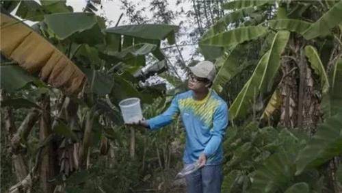 广东更大的蚊子工场，用羊血养蚊子，每月放3000万只，它们去哪了