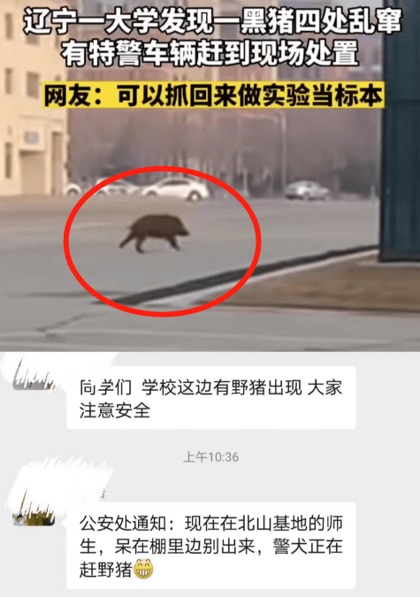 农业大学不只有“跑猪”，还有“高颜值”男教师，女同窗济济一堂