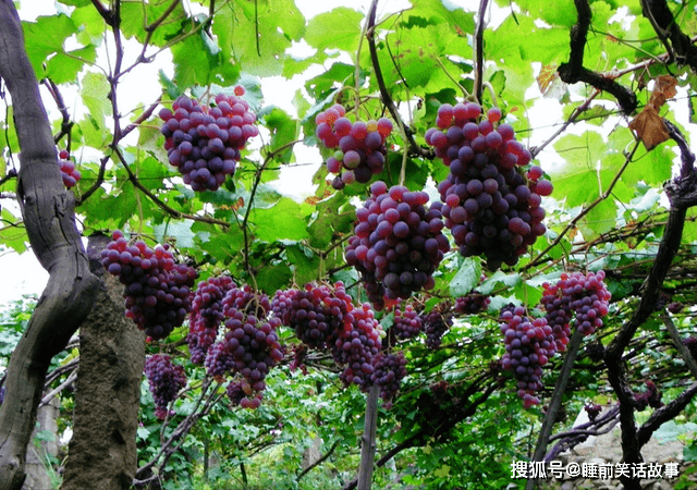 全中国哪里的葡萄更好吃？请认清那5个产地，皮薄多汁，好像玛瑙