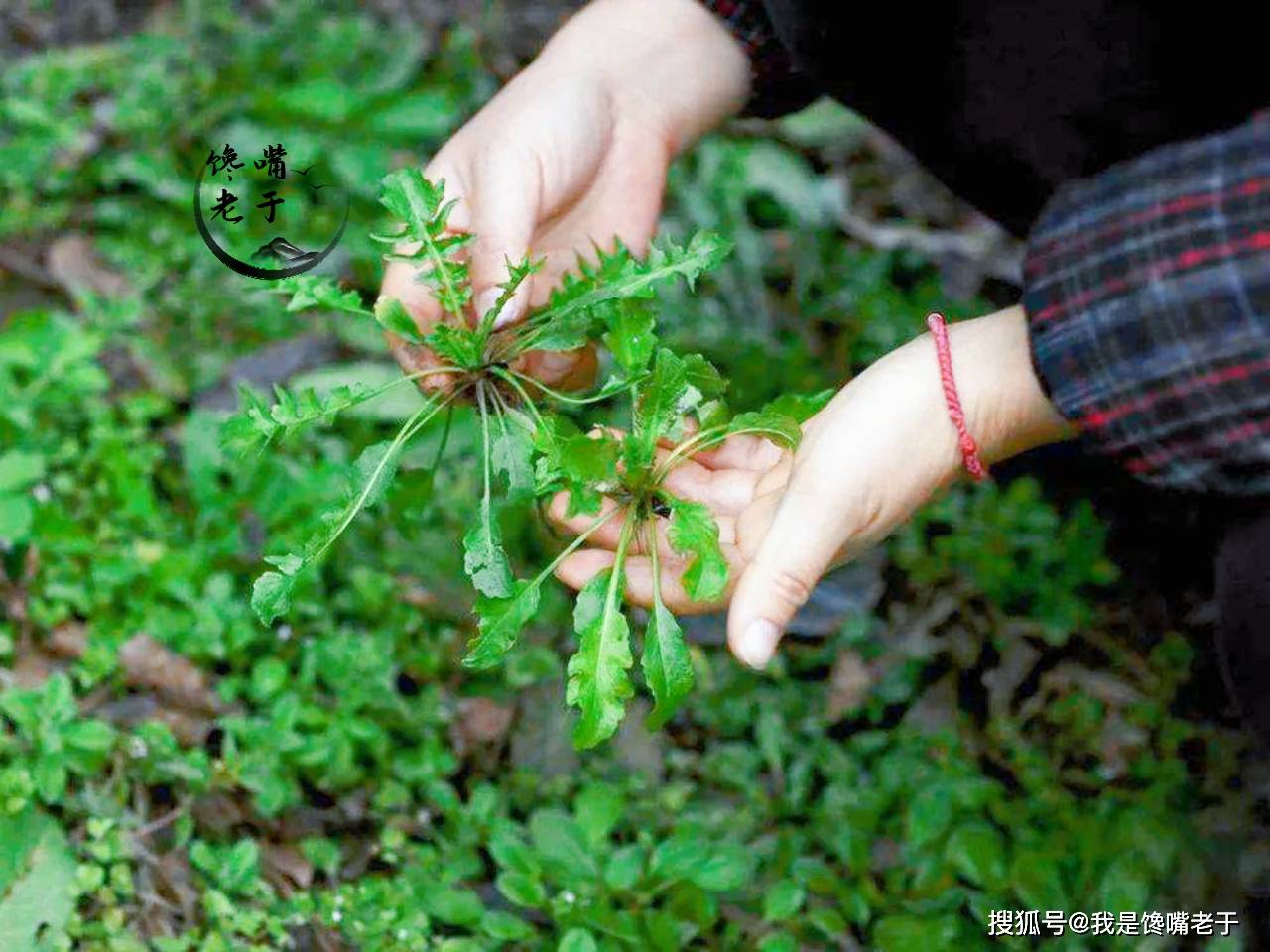 常吃野菜益处多，但那7种野菜不要吃，今天才弄大白，长常识了