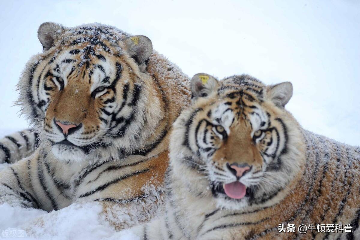 现在臭名远扬的野猪，曾为人类做出庞大奉献，动物都有本身的感化