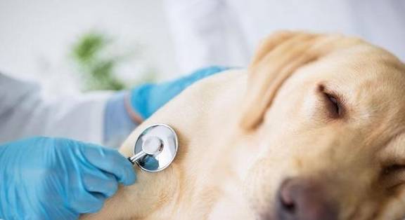 狗狗真菌感染多久能好？平时应该怎么预防？