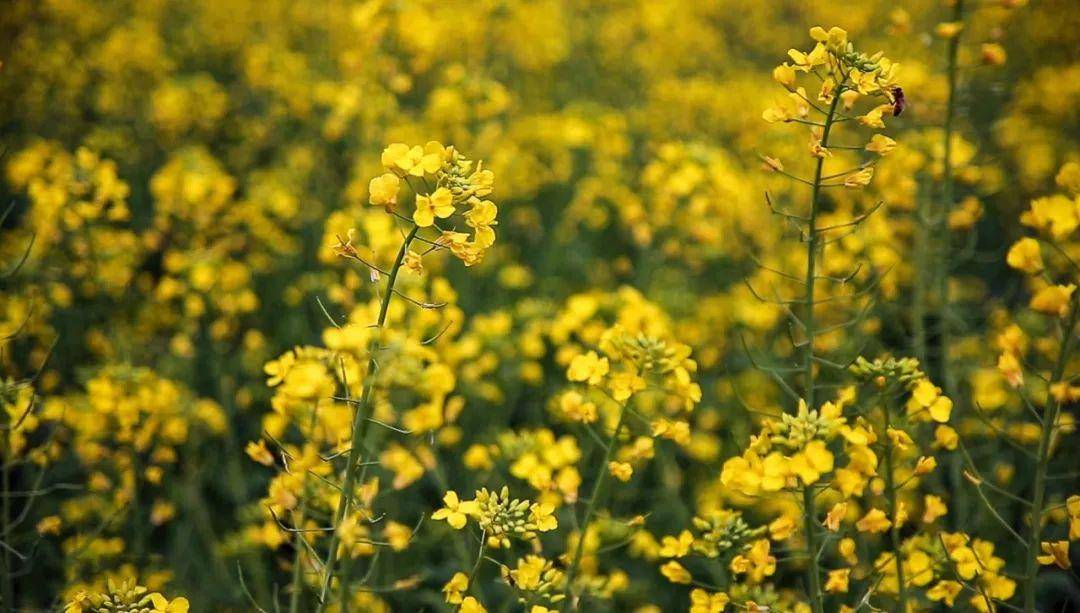 春入巴山丨那条绝美景不雅大道带你畅游金色油菜花海……