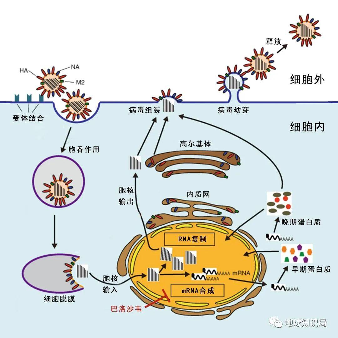 Ϊʲô����Ȧ��ô���ˡ��ס��ˣ�| ����ѧ�ʾ�