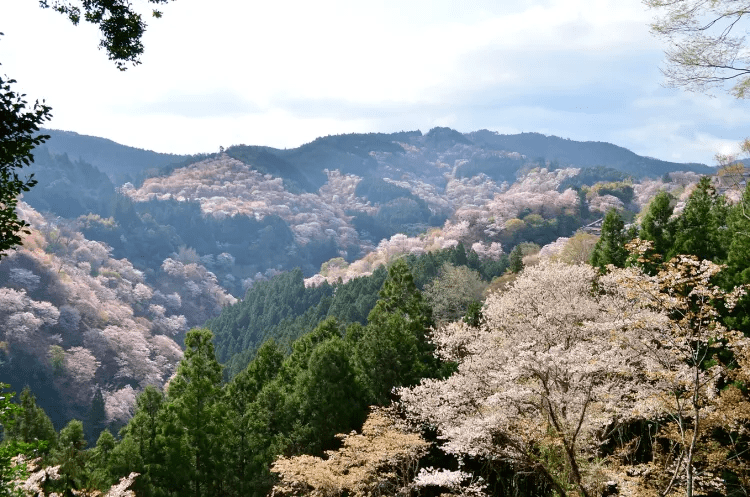 在日本灵魂与文化之都奈良，与30000棵樱花树共舞！