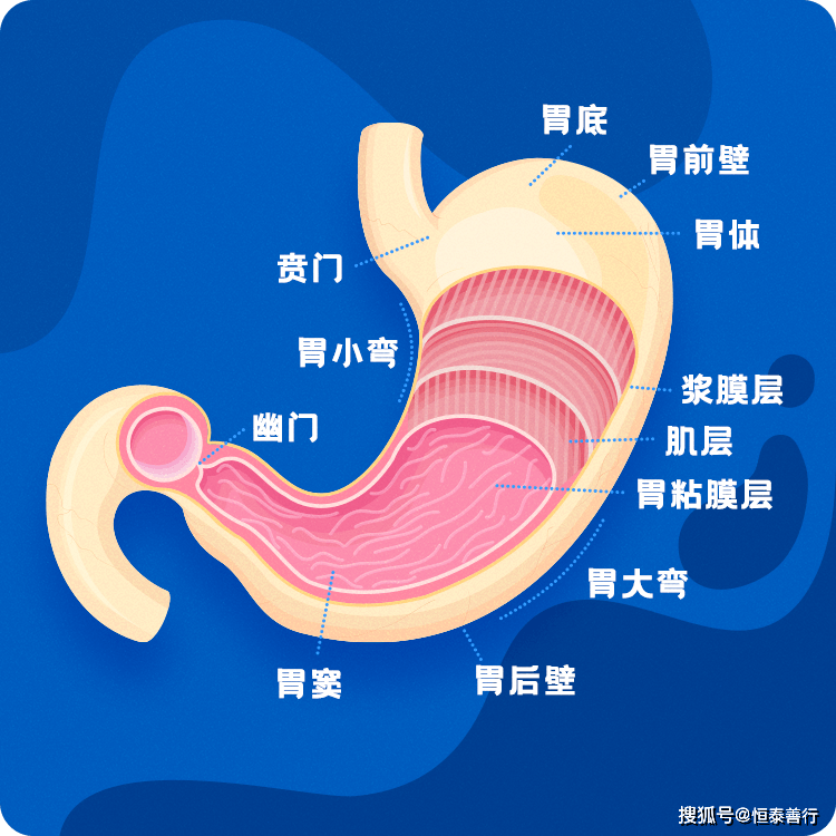 你的每次喜怒哀乐，胃都与你“共情”