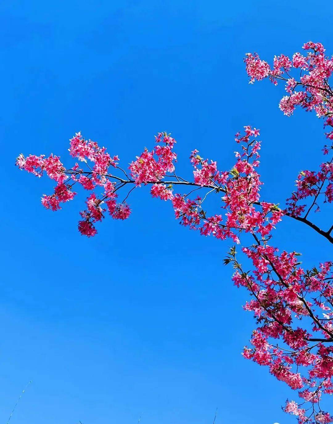 顾村花见（上海顾村公园）