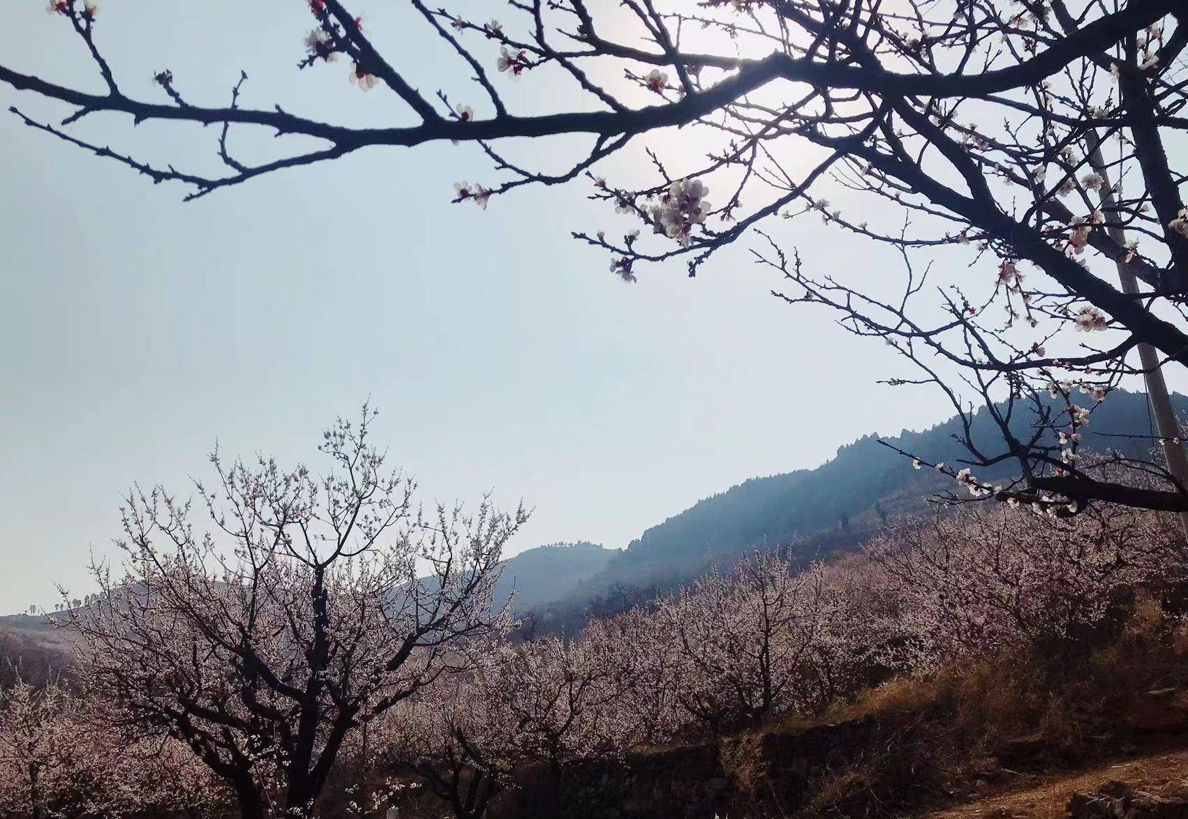 济南近郊一日游之赏杏花攀山头钻子房洞打泉水逛大集~