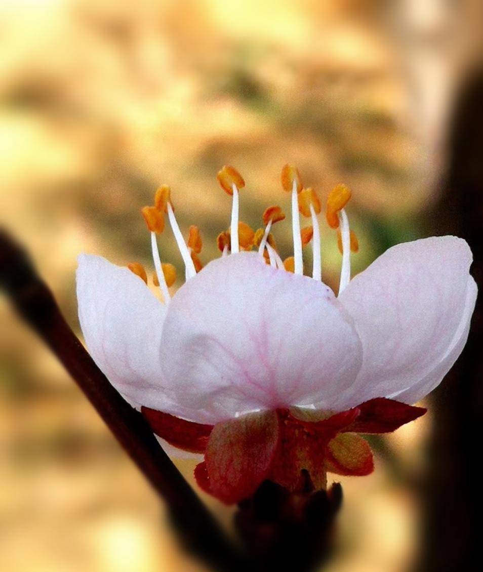 喜看万木又新绿，一花未尽百花开 太原汾河公园20130428-0508