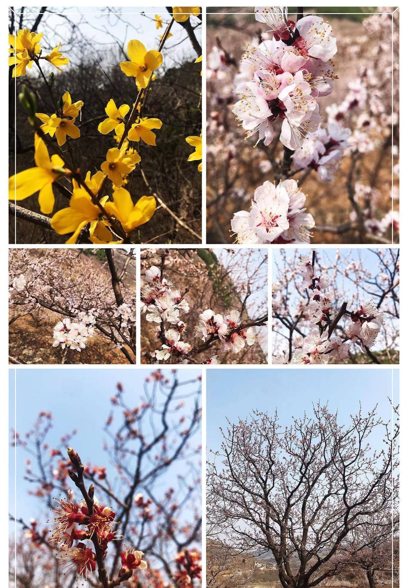 济南近郊一日游之赏杏花攀山头钻子房洞打泉水逛大集~