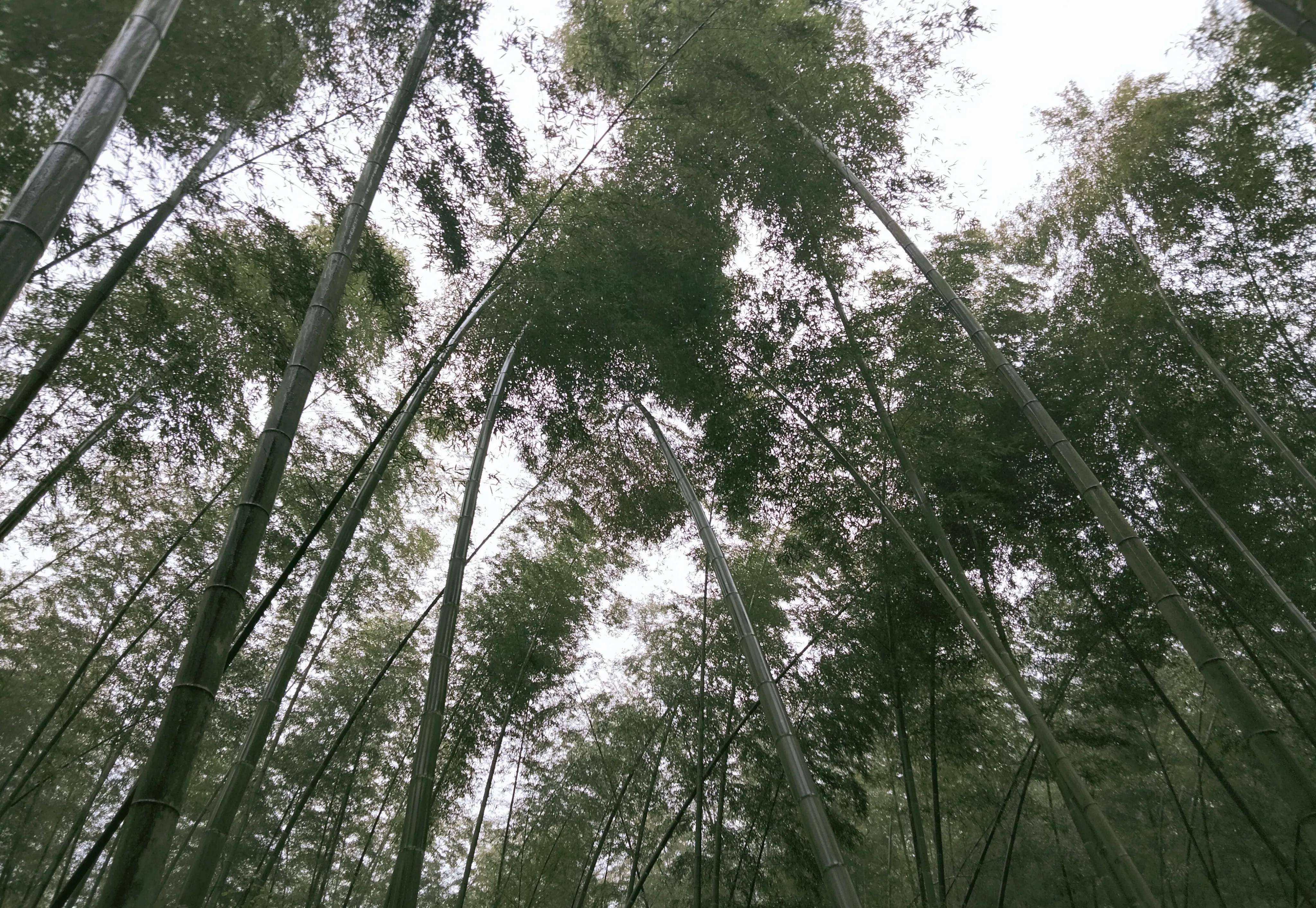 寻幽不怕迷归路，剩有龙眠照夜珠~游赤壁市玄素洞