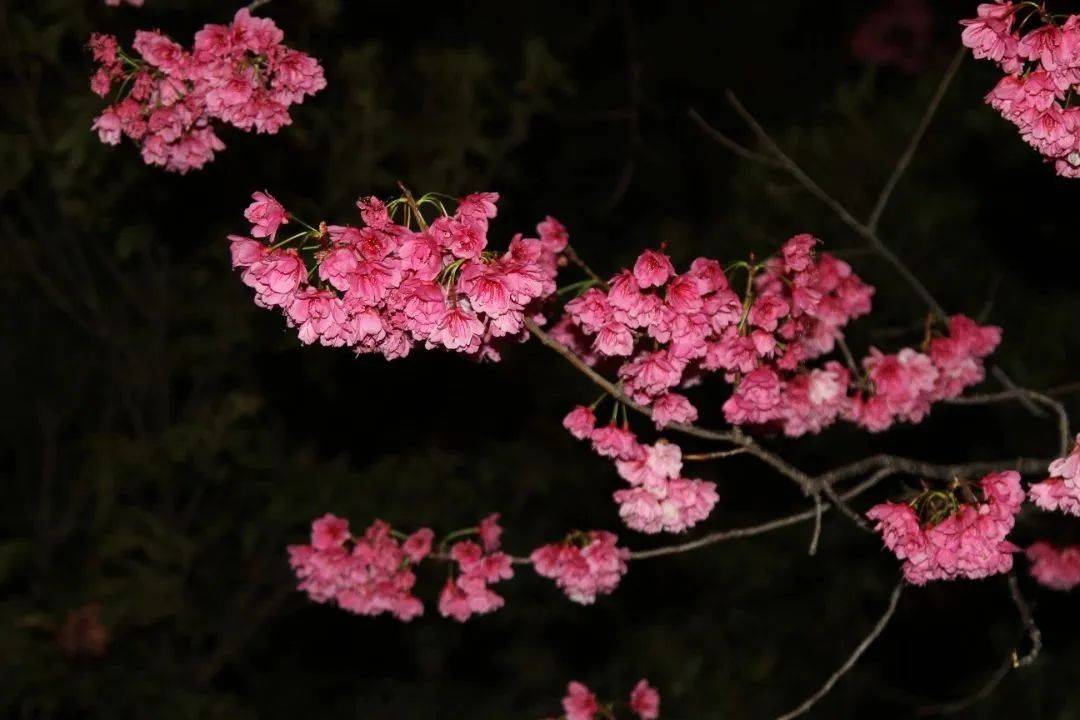 静听花开花落 解锁夜晚“换拆”