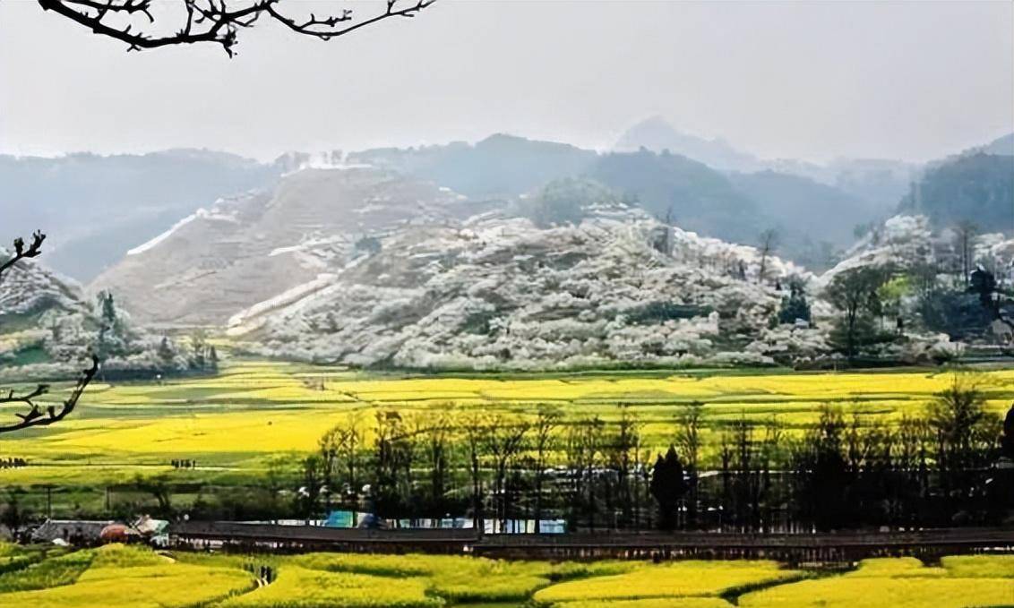 广州动身-贵州4天游，打卡平坝万亩樱花+金海雪山+黄果树瀑布