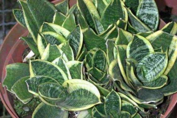 ����β��ʱ�������С���ء���Ҫע�⣬���ˣ�֦Ҷ�ͳ����� ...