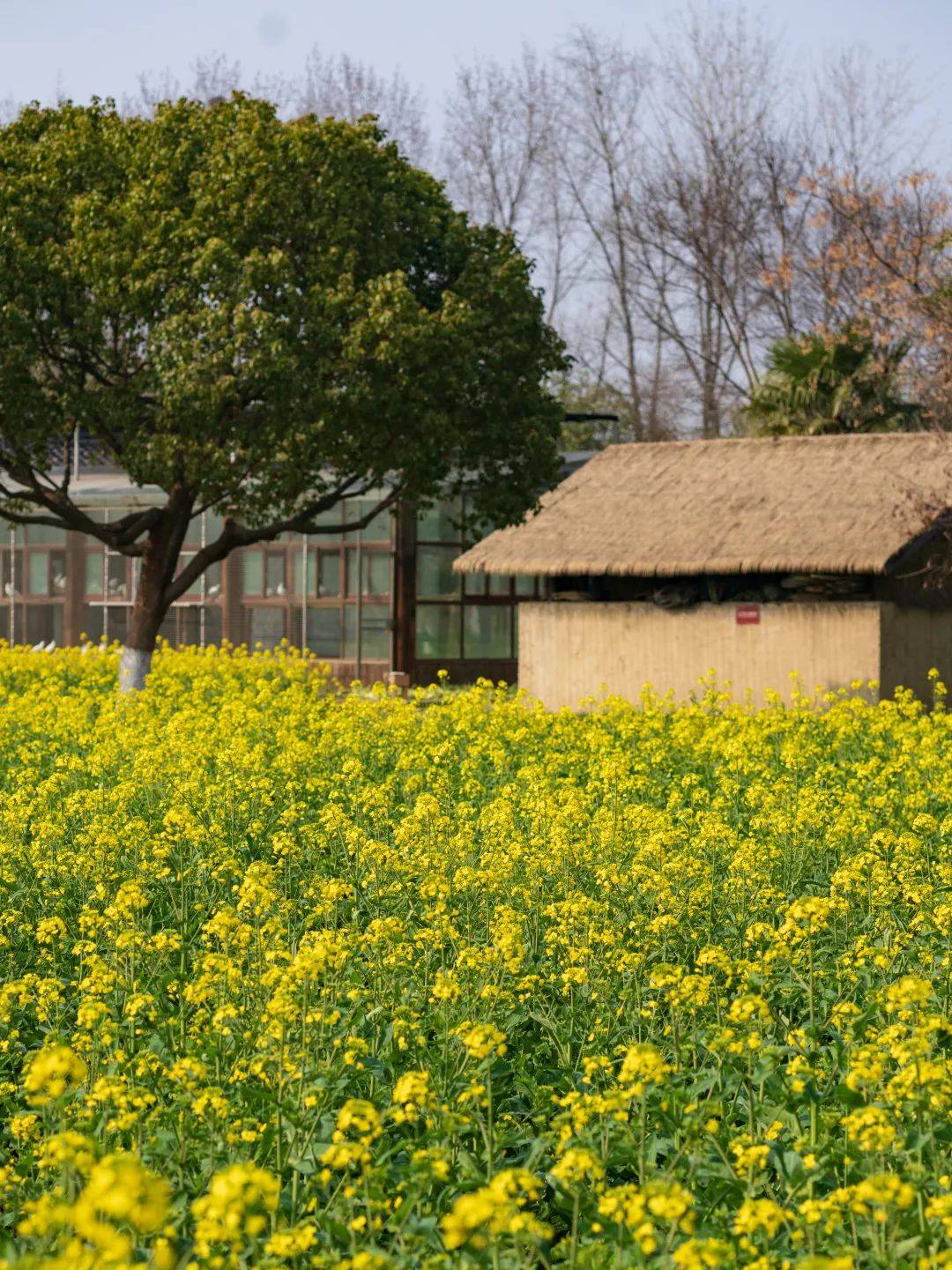 不负春光！乌镇好好生活节退场，带你见见江南水乡有多“野”！