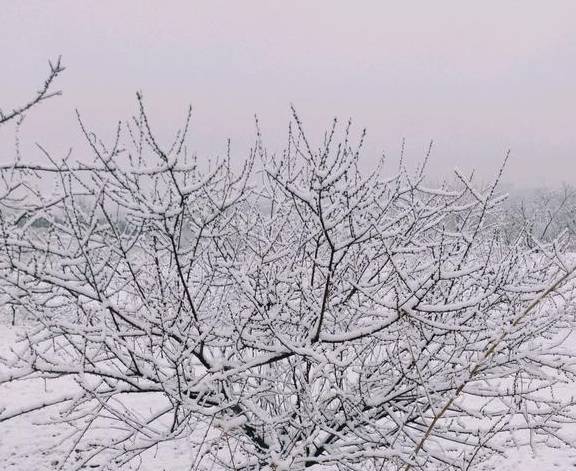 想晓得大雪与兰花有什么关系吗？一路来领会一下吧