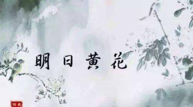 “昨日黄花”和“明日黄花”两个词语比照，有什么样的区别？