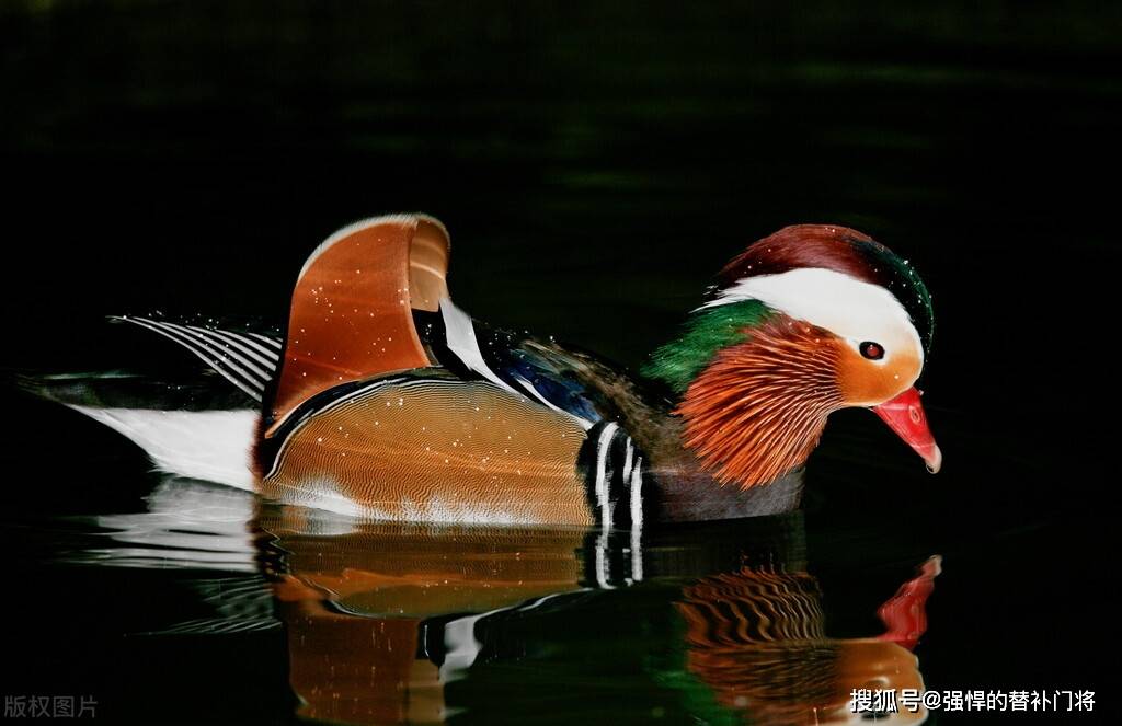 杜甫名句“泥融飞燕子，沙暖睡鸳鸯”描写的是哪个季节？蚂蚁庄园今日谜底