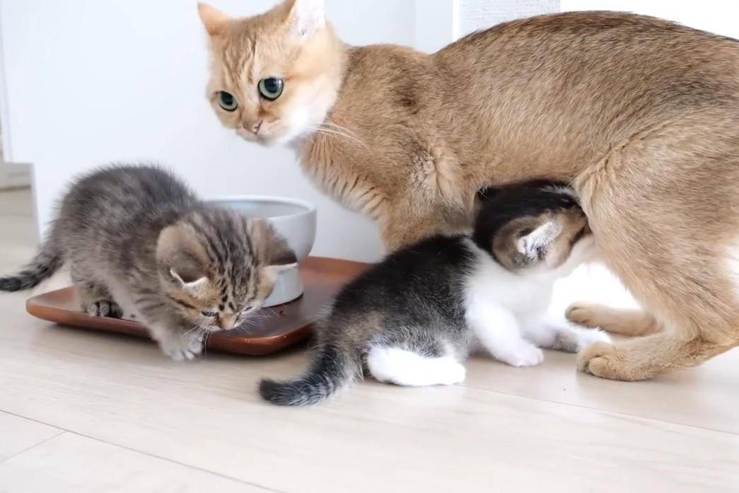 2只小猫和大猫的玩耍