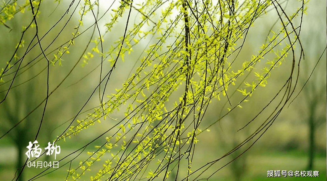 踏青赏春、绘画风筝......新世纪外国语，以清明节为契机，开展丰硕多彩的活动