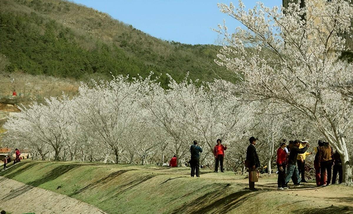 《全国春季赏花指南》新颖出炉！樱花篇1