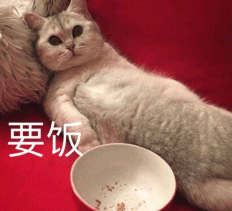 小猫偷藏“私房钱”被抓现行，网友：猫的小金库比我的裤兜还富…