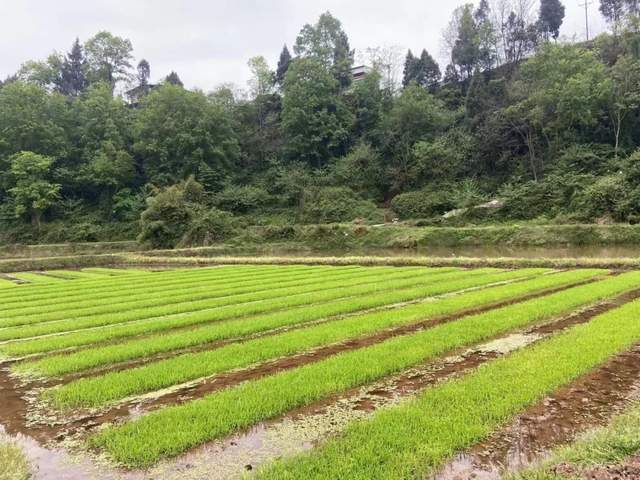 重庆走访思虑：新期间的村落复兴“农业带头人”