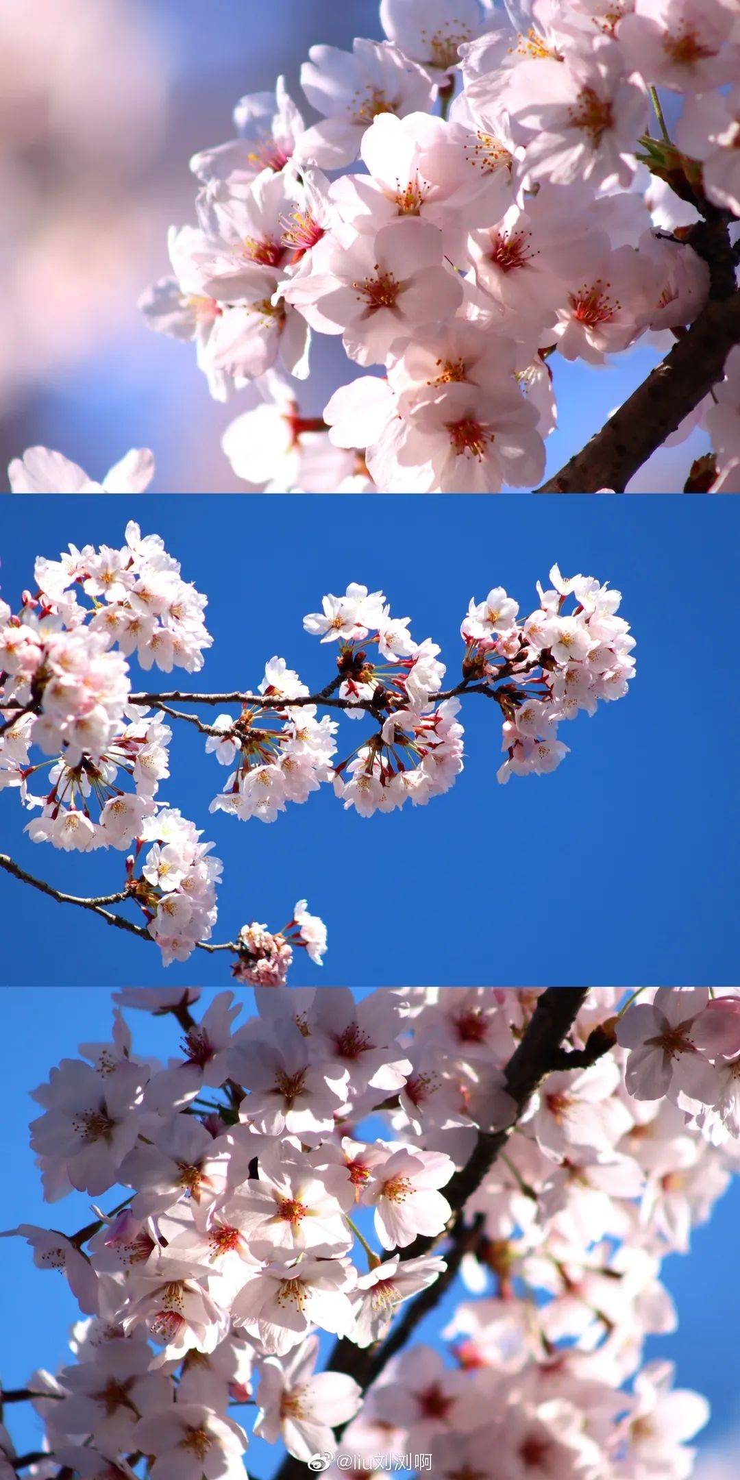 花韵缀城 || 我认可，我确实是个“花痴”！