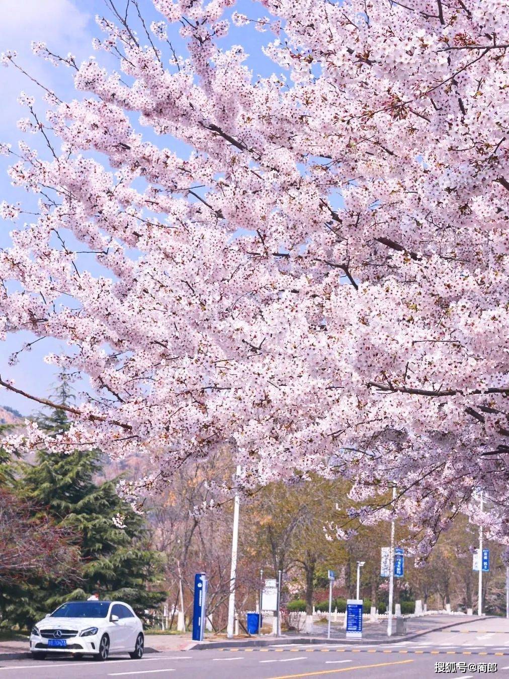 北方樱花之城：4月不来那座樱花开满的城市看看，会遗憾整个春天