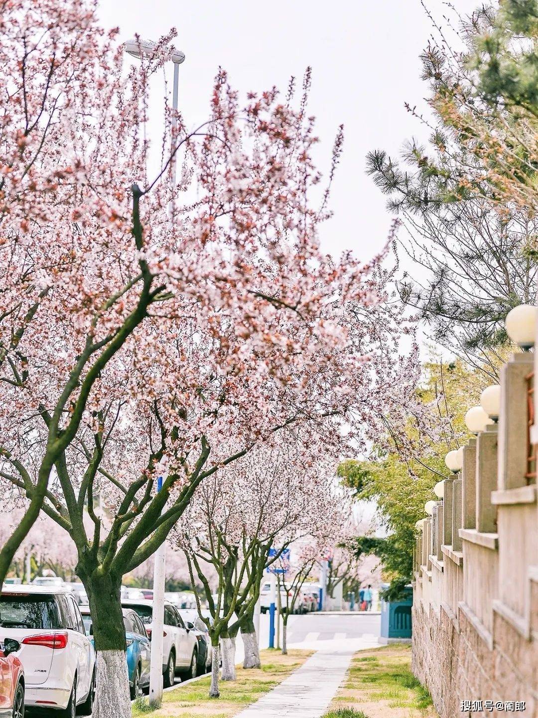 北方樱花之城：4月不来那座樱花开满的城市看看，会遗憾整个春天