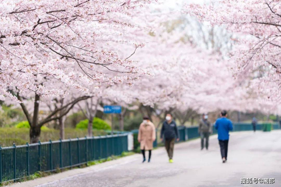 北方樱花之城：4月不来那座樱花开满的城市看看，会遗憾整个春天